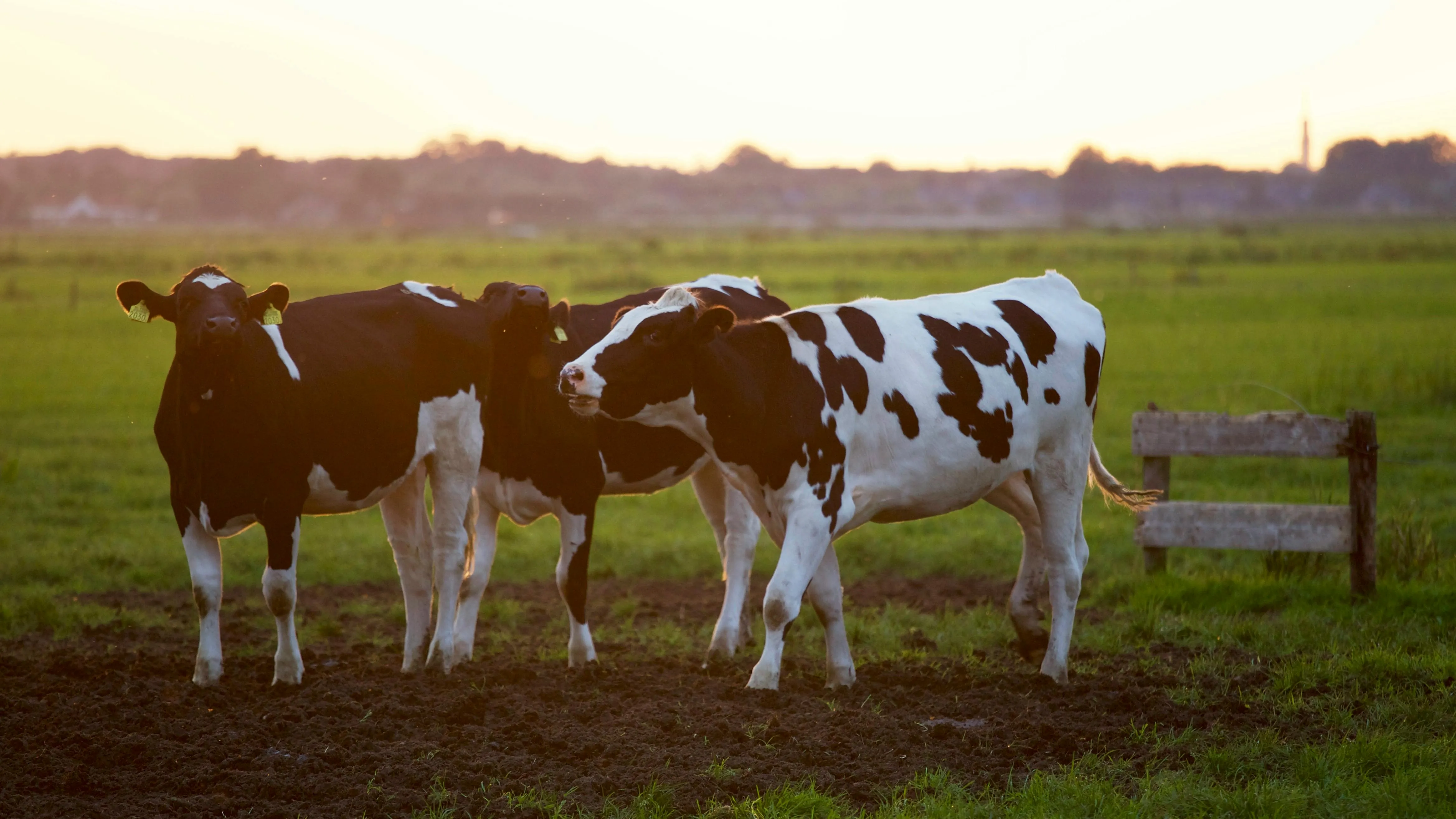 Melk en koeien in een groene wei